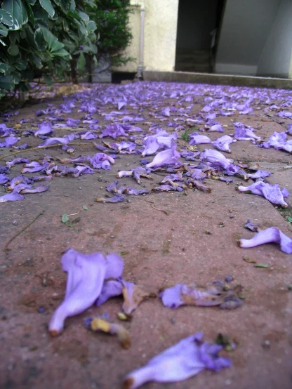 a small area has fallen petals on the ground