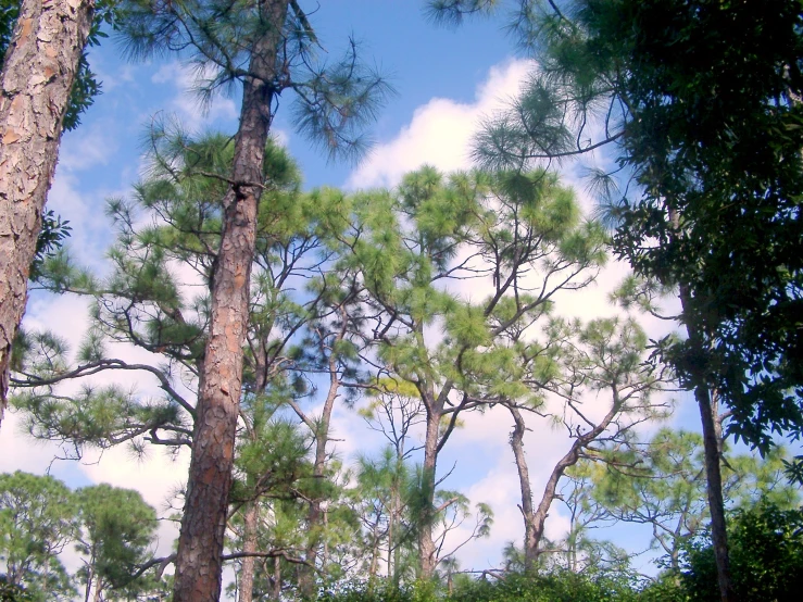 this is the canopy of trees in the wild