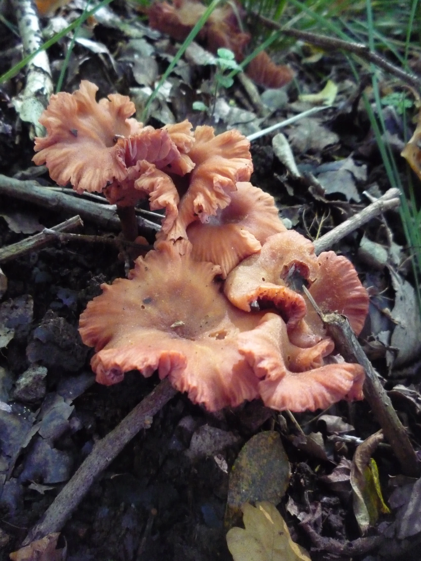 two orange mushrooms on the ground near some leafy vegetation