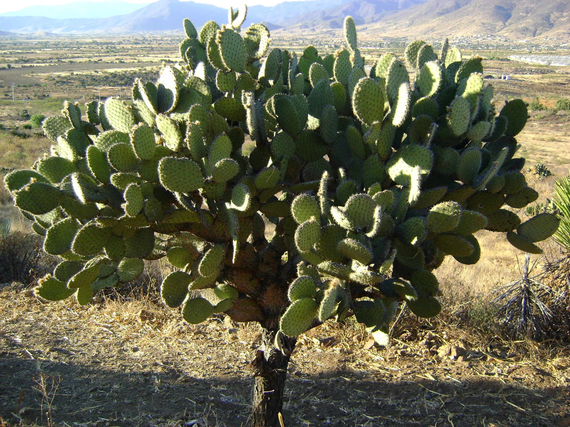 a large green cactus plant in the desert