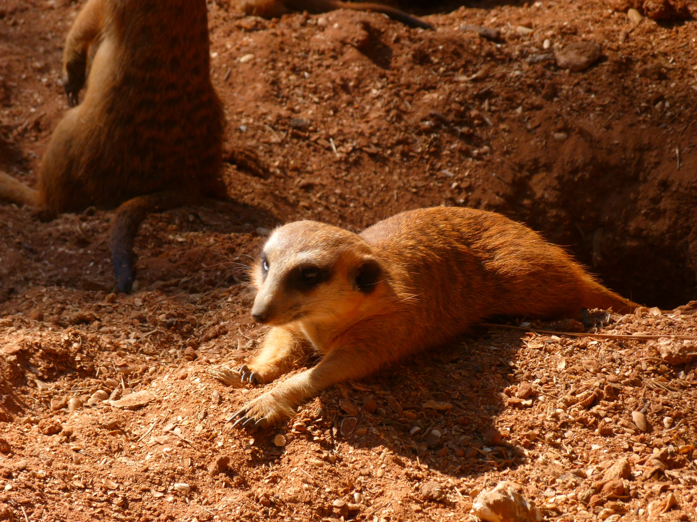 a small animal laying on a dirt covered ground