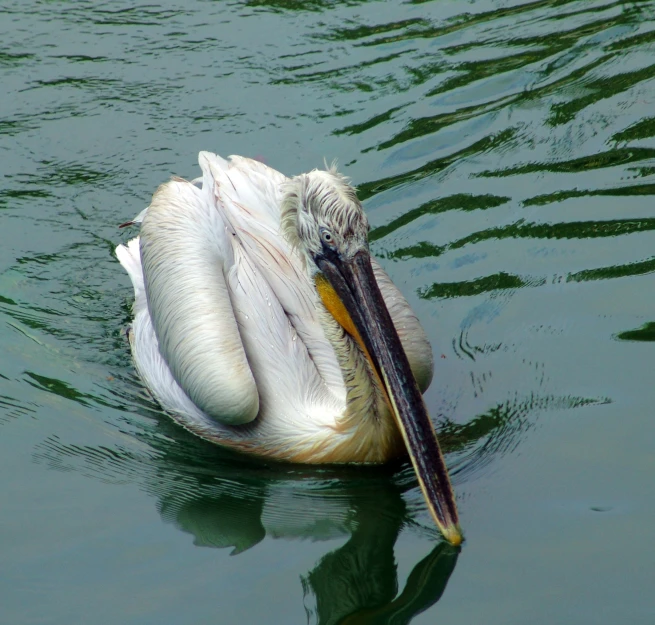 the bird is swimming in the lake with his reflection