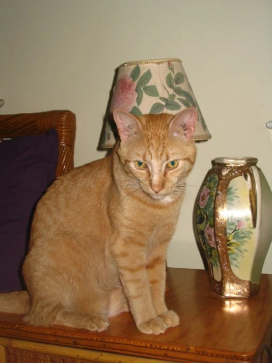 an orange cat is sitting on a table