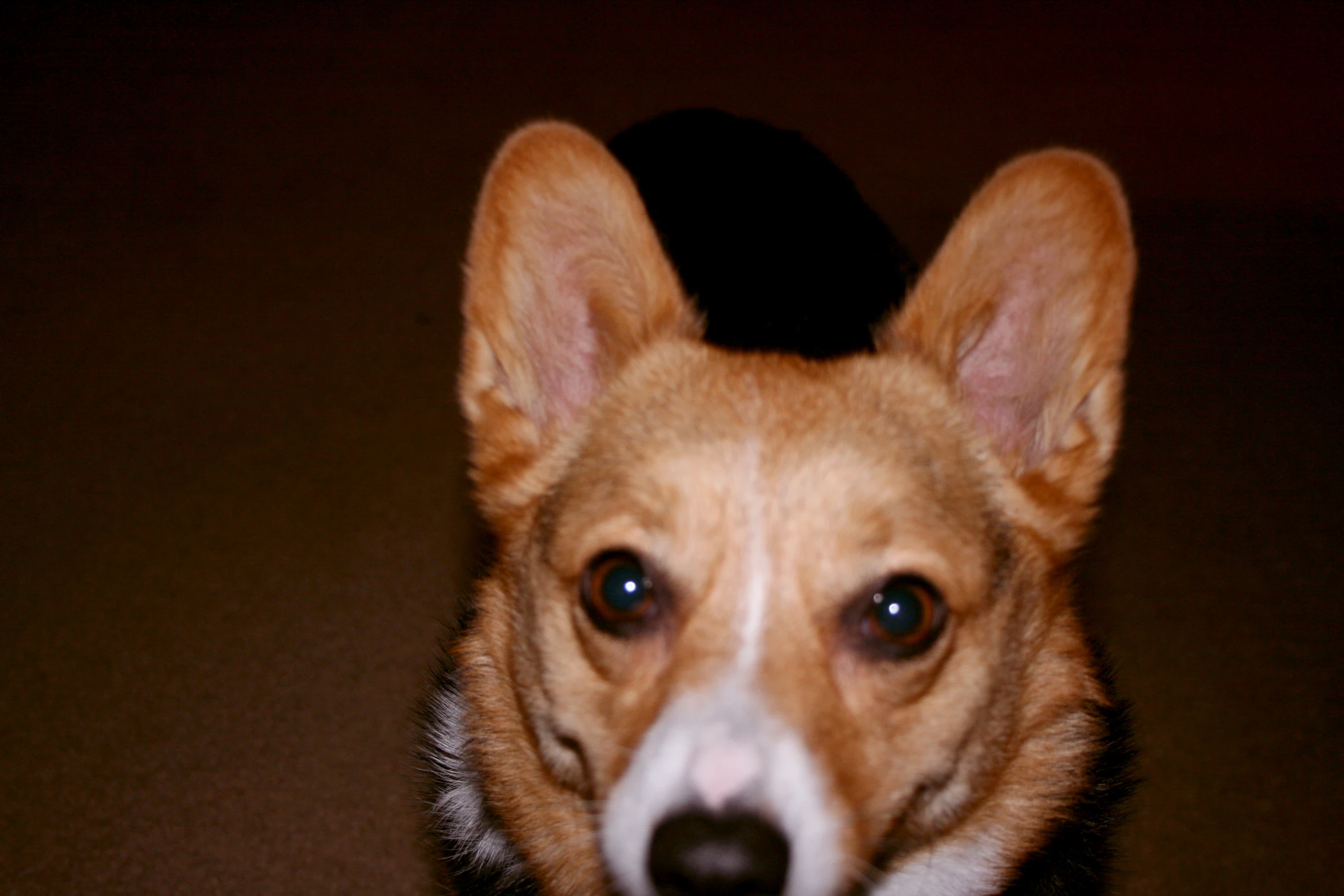 a small dog with a large black object in the background