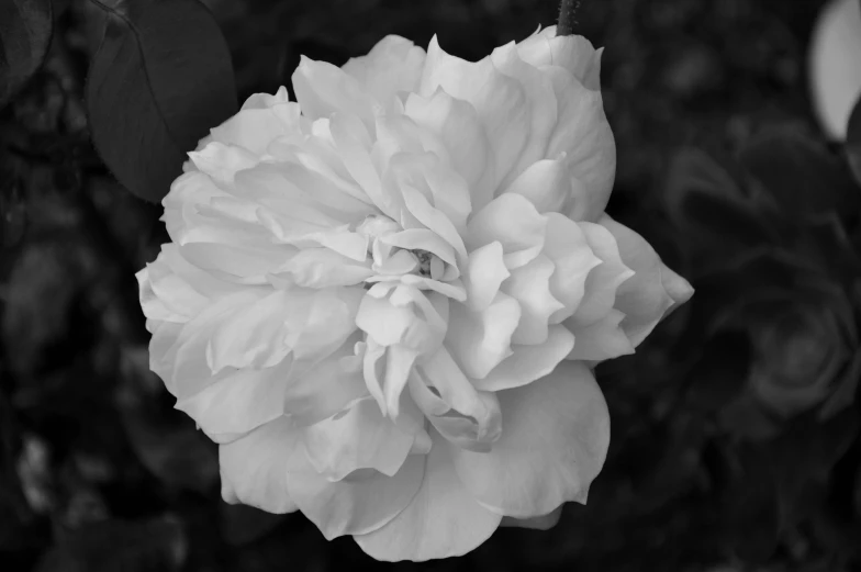 a black and white po of a large flower