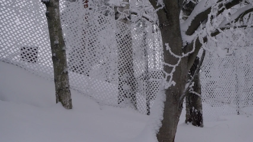 the view out the back of a window into the woods