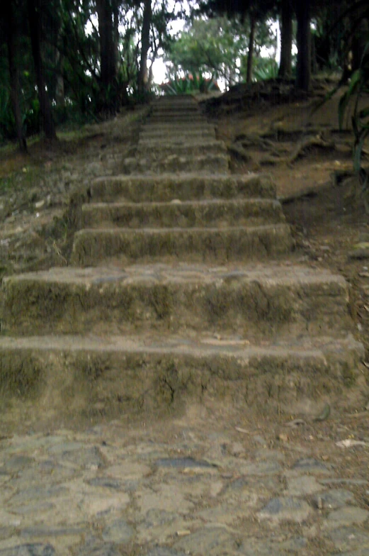 a bunch of steps are on the ground in a forest