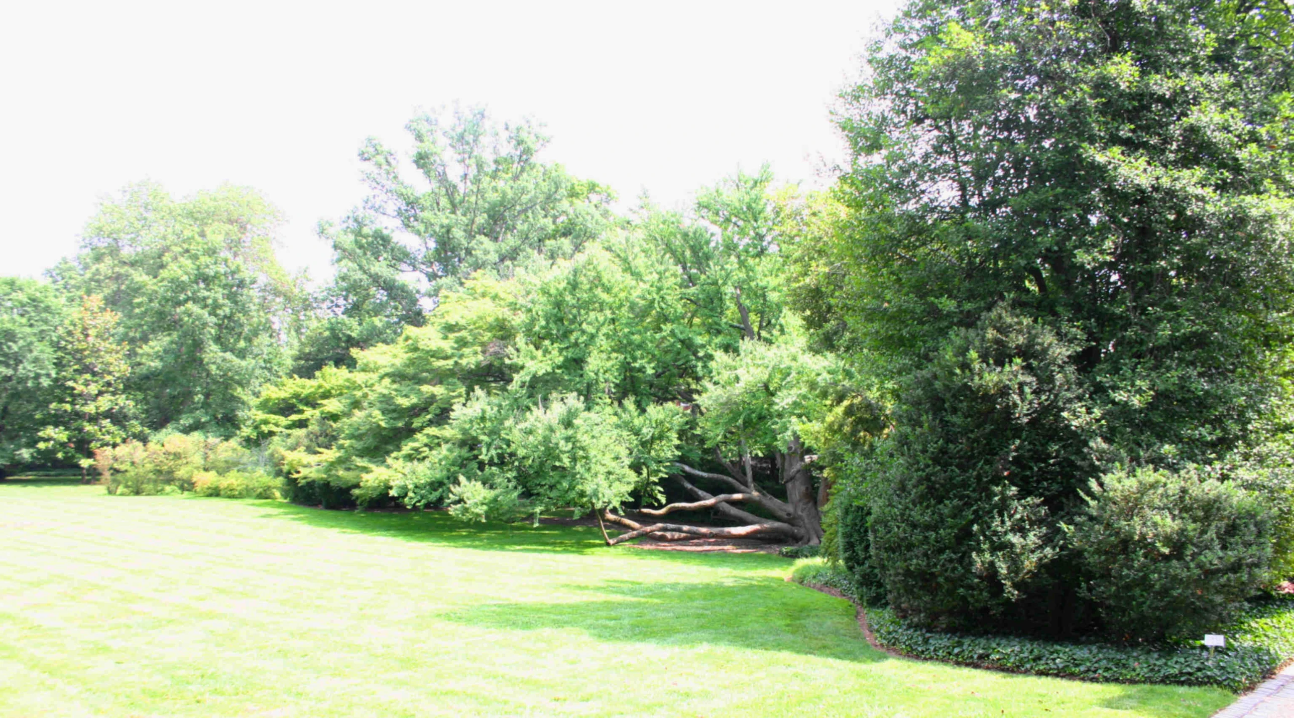 a park setting with trees and lawn grass