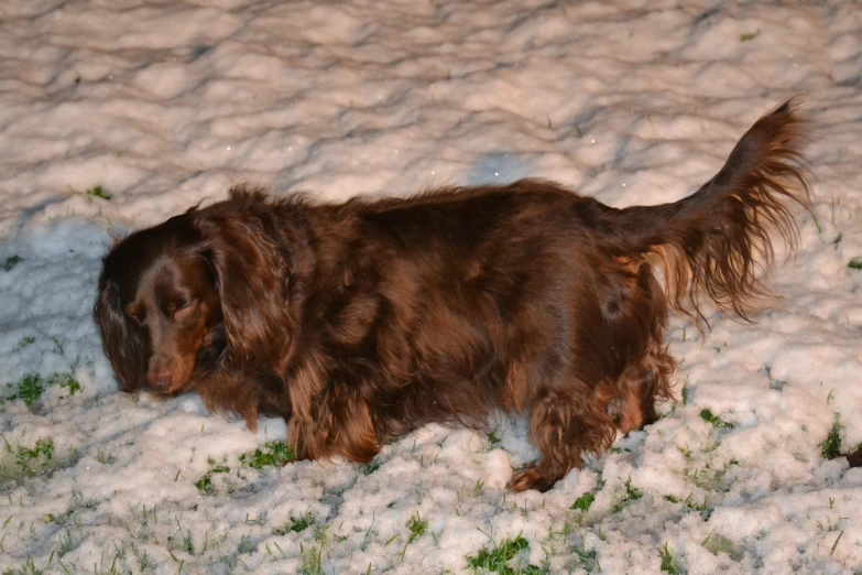 a large brown dog standing on top of snow