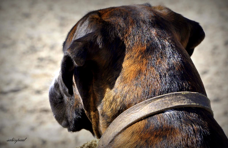 a dog is looking at soing while its collar is tied