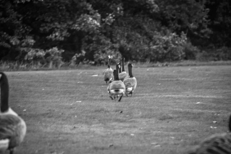 a couple of birds standing on top of a grass covered field