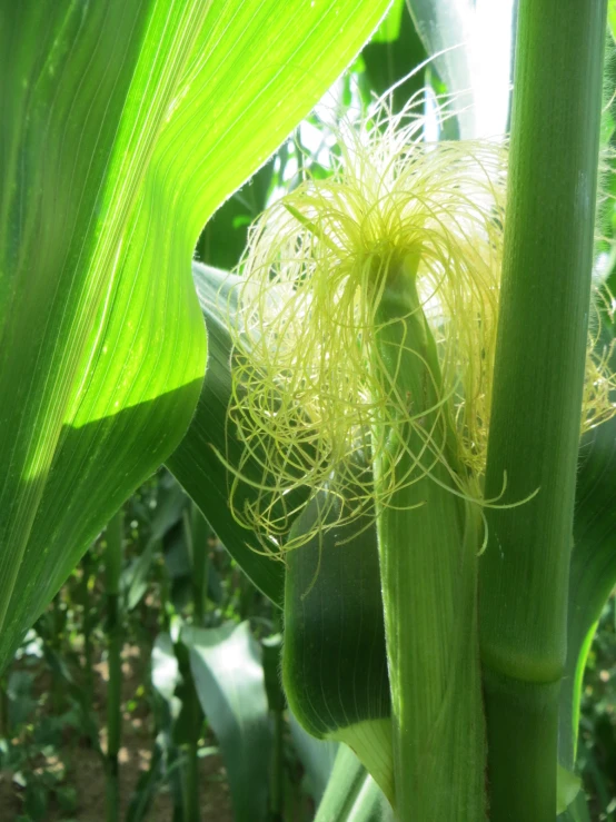 an egg shell growing on the stem of a corn cob