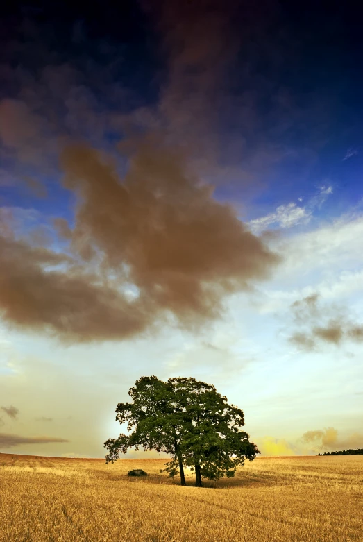 a lone tree stands alone in an empty field under a dramatic sky