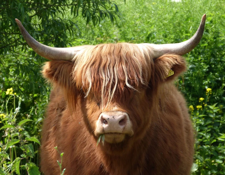 the head of an ox standing in some tall grass