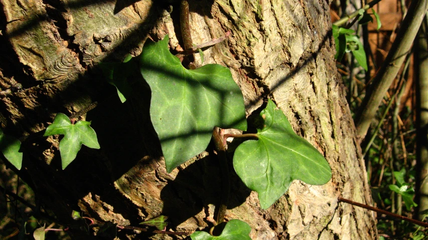 a tree trunk with green leaves growing on it