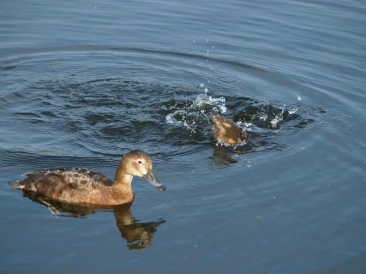 two birds are swimming on the lake