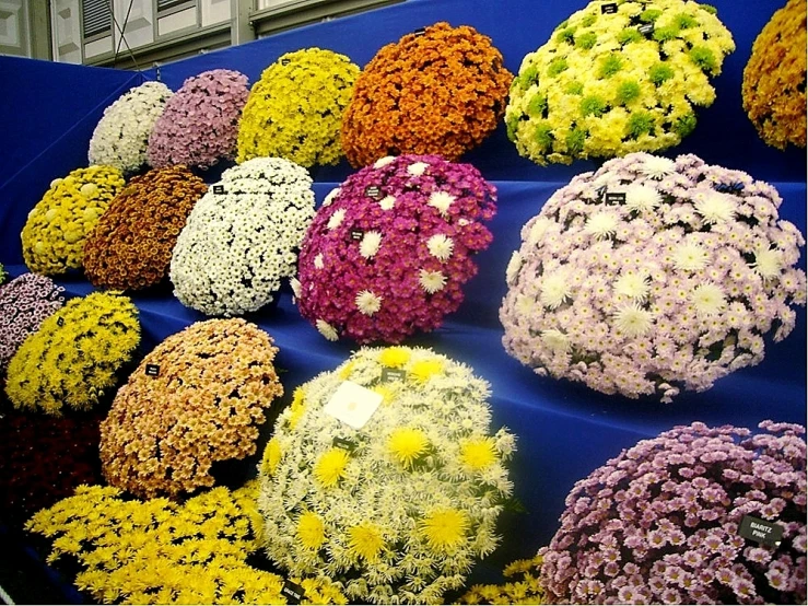 a display featuring brightly colored flowers in multiple clusters