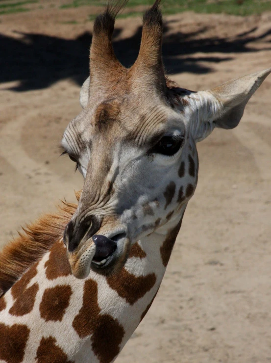 a close up view of a giraffes face in a dirt area