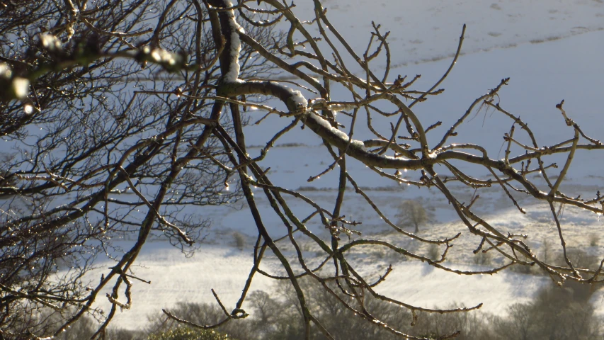 a bird is sitting in the nches of a tree