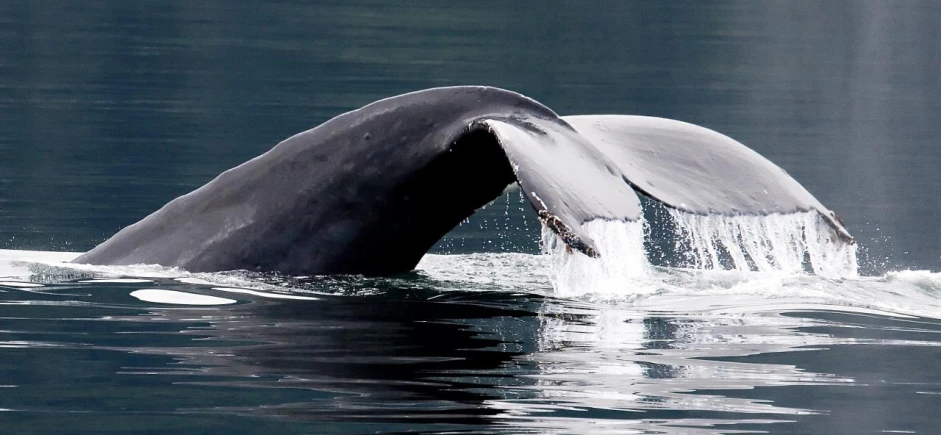 the tail is out of the water as it is going towards shore