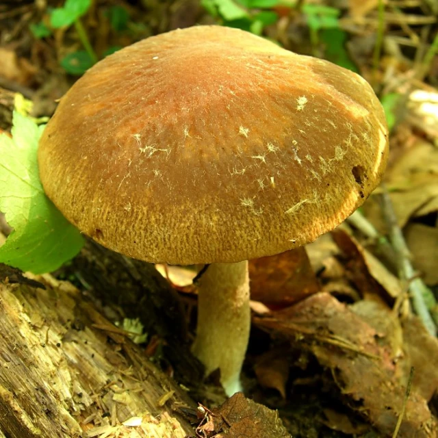 a mushroom sitting in the middle of a forest floor