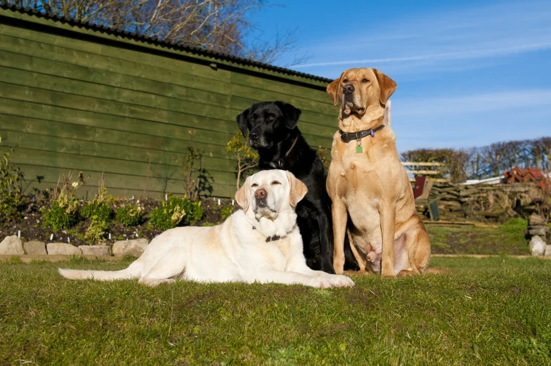 two black and two white dogs sitting on grass