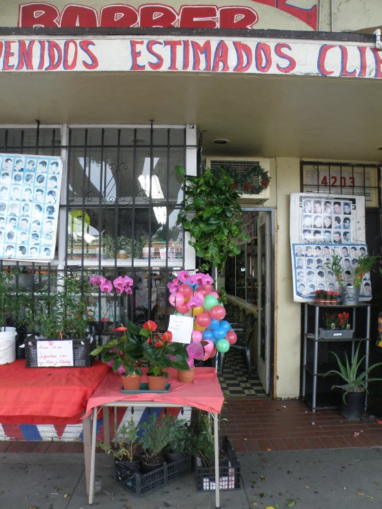 there are many plants and cards on display outside a business