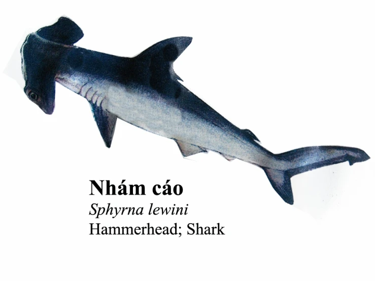 a picture of a shark with text below it