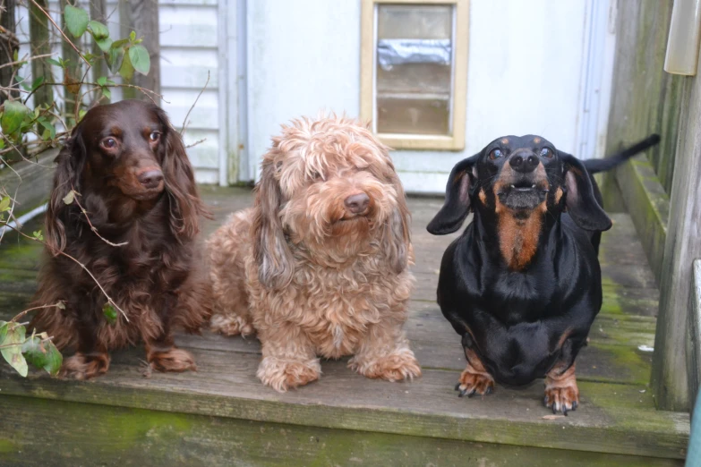 three dogs on a wood staircase outside