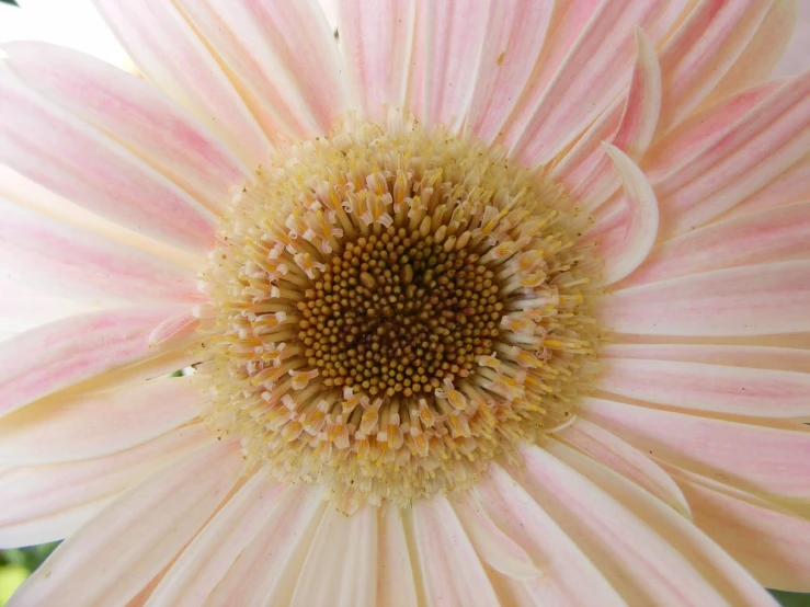 a close up of the center of a pink and white flower