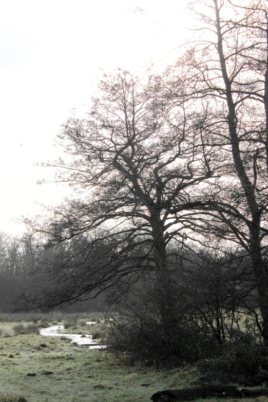 the white horse is standing in the foggy pasture