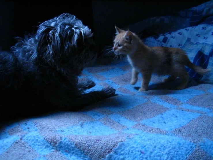 a dog sitting next to a cat on a bed