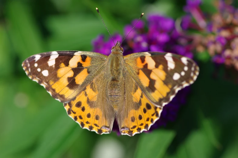 a erfly with spots on its wings and orange and brown wings