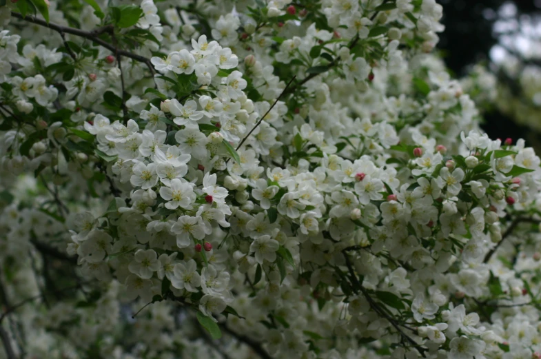 blossoming tree nch in bloom on a cloudy day