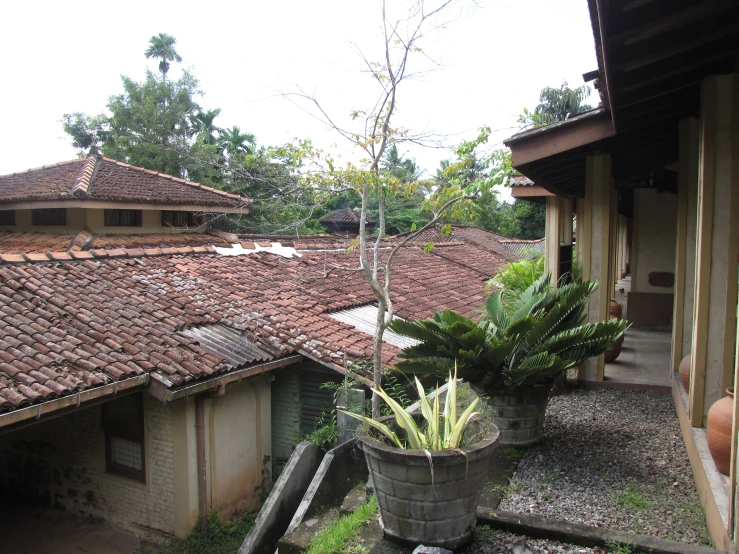 a view from a building with many roof tops and plants in a pot