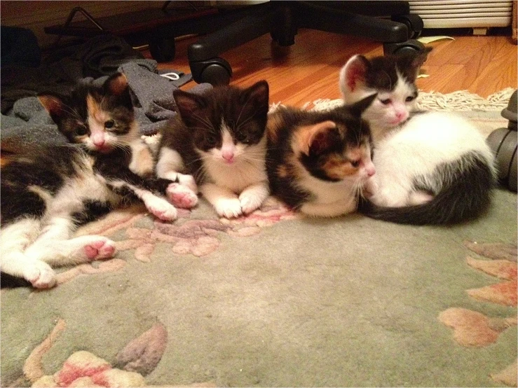 kittens huddled together on a rug next to a rug