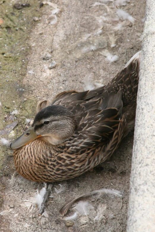 a bird is laying on the ground beside a cement pole