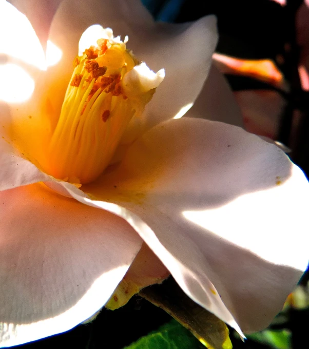 a flower with several petals is standing up