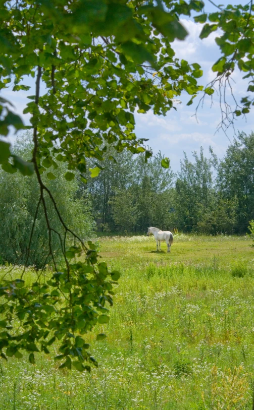 some animals are standing on some grass in the forest