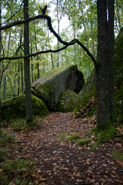 moss covered rocks and trees in the woods