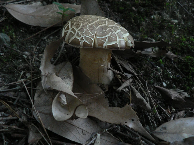 an edible mushroom sitting on top of leaf covered ground