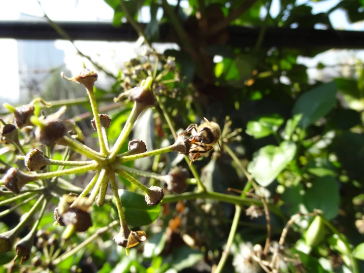 a small plant with lots of fruit all around