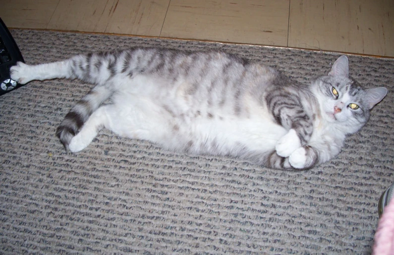 a cat laying on the floor with its eyes open