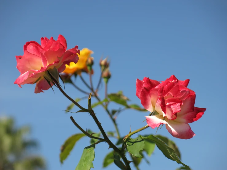 the top flowers and buds of the pink, orange and yellow rose