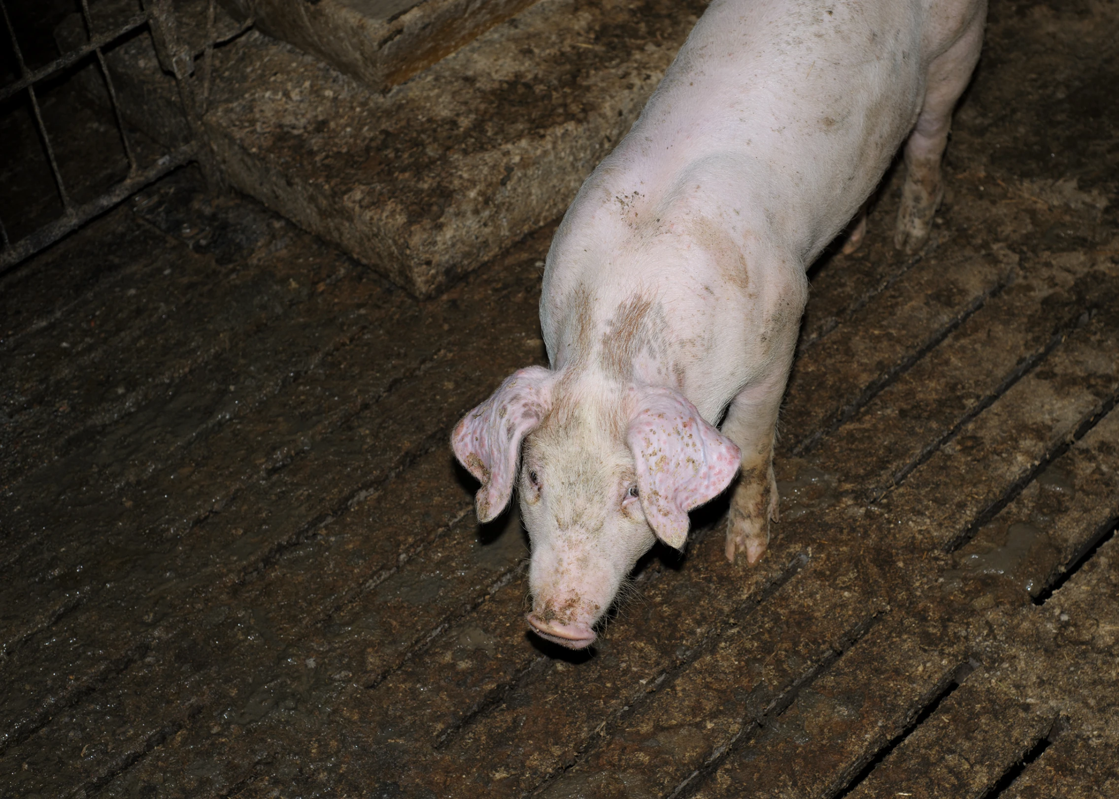 a white animal in a zoo pen looking up at soing