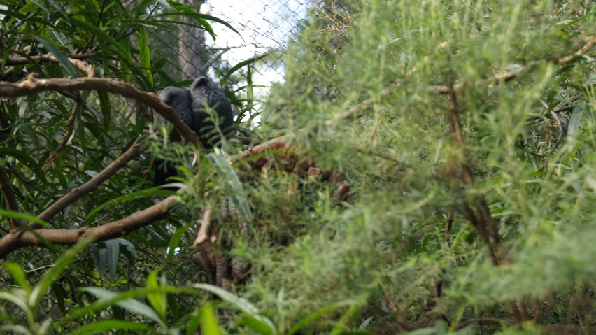 an elephant looking out from the tree limb