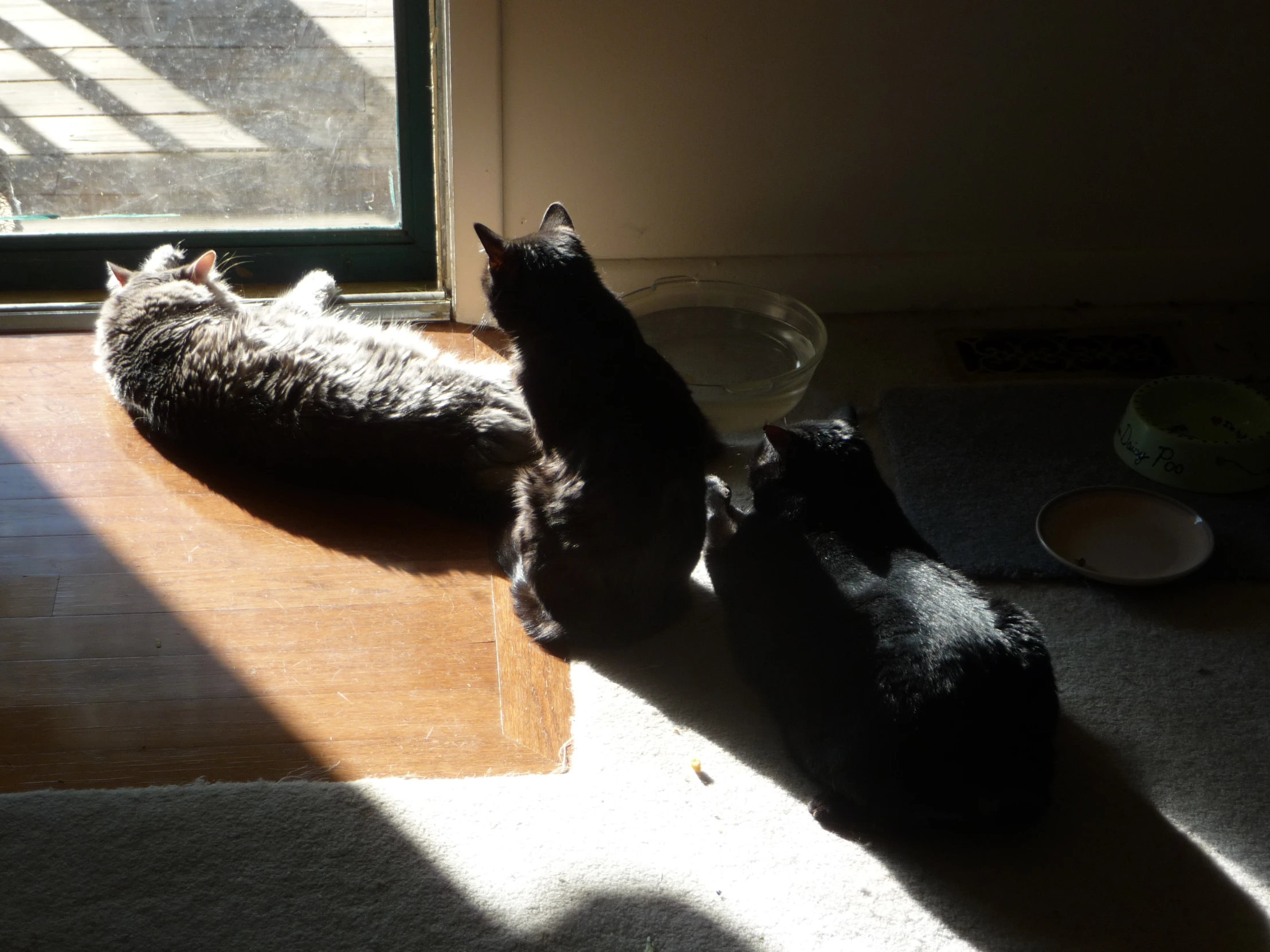 two cats on the floor near a window, one black and one grey