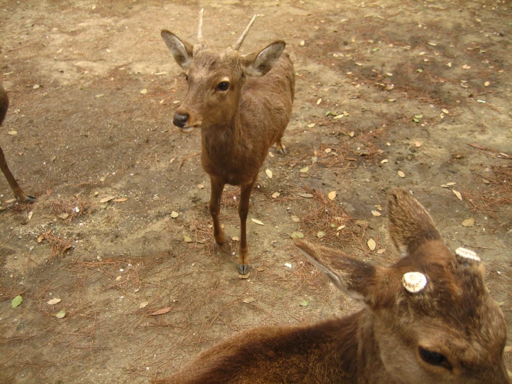 an animal that looks like an antelope and a goat with horns on its head