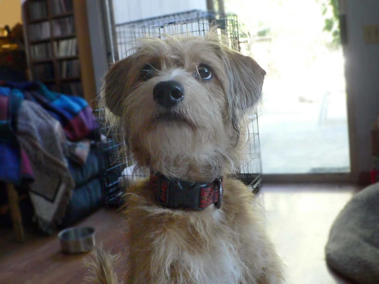 a small, furry dog sits in the living room