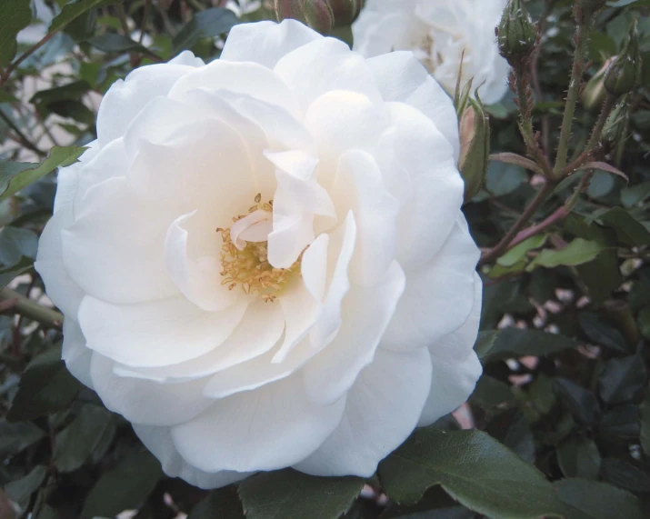 a white rose blooming in the middle of some bushes